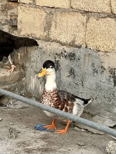 Jumbo size pied breeder male