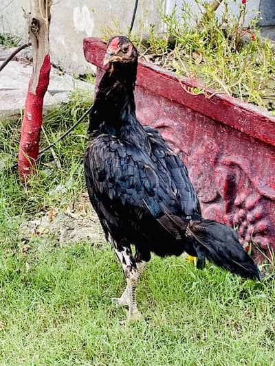 Pure ASeel Thai Black Eyes Leg