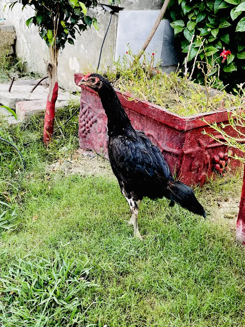 Pure ASeel Thai PATHI Black Eyes Leg — photo 2