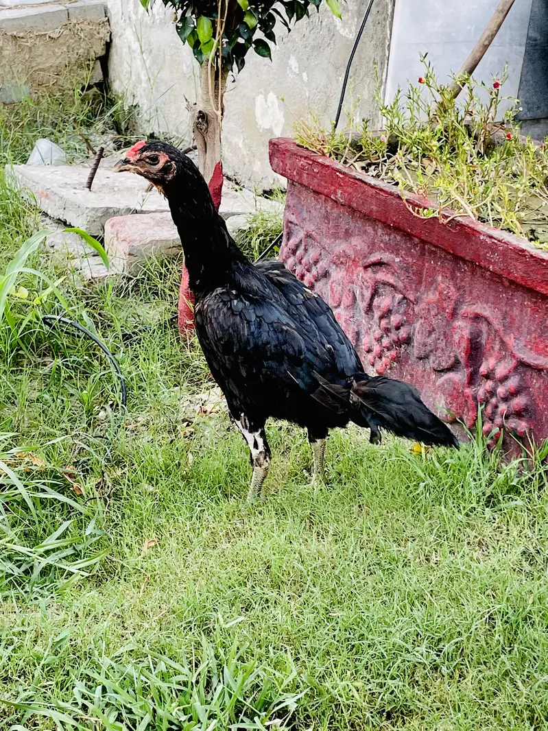 Pure ASeel Thai PATHI Black Eyes Leg — photo 3