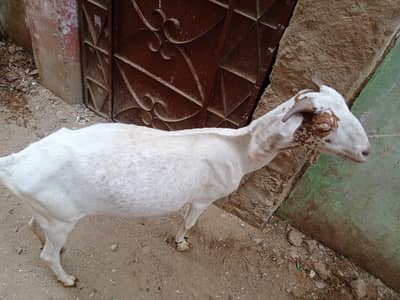 Healthy Desi Goat For Sale  2 Teeth Karachi