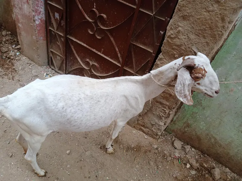 Healthy Desi Goat For Sale  2 Teeth Karachi — photo 2
