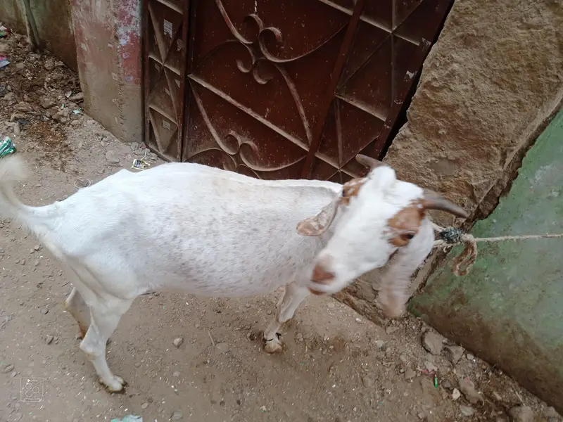 Healthy Desi Goat For Sale  2 Teeth Karachi — photo 3
