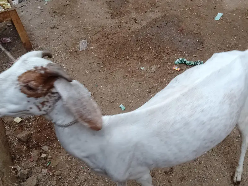 Healthy Desi Goat For Sale  2 Teeth Karachi — photo 4