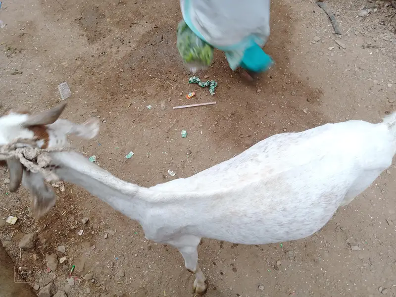 Healthy Desi Goat For Sale  2 Teeth Karachi — photo 5