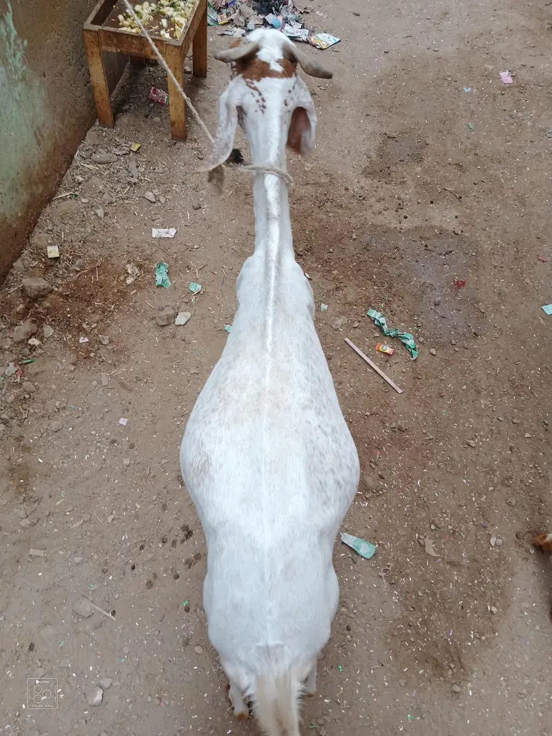 Healthy Desi Goat For Sale  2 Teeth Karachi — photo 6