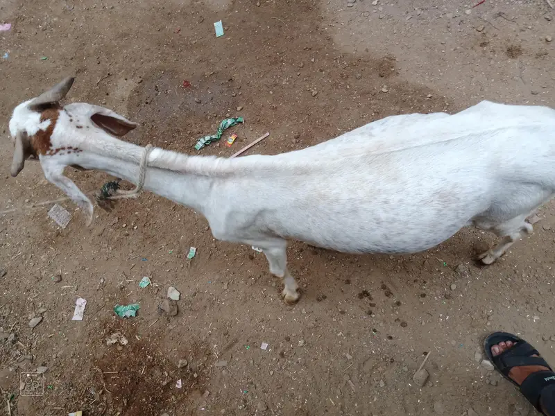 Healthy Desi Goat For Sale  2 Teeth Karachi — photo 7