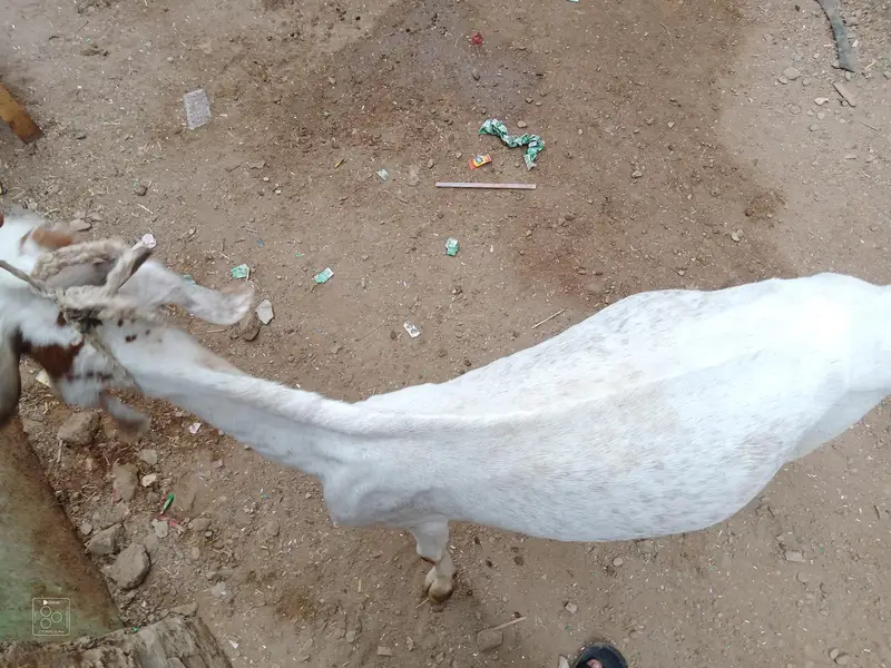 Healthy Desi Goat For Sale  2 Teeth Karachi — photo 8