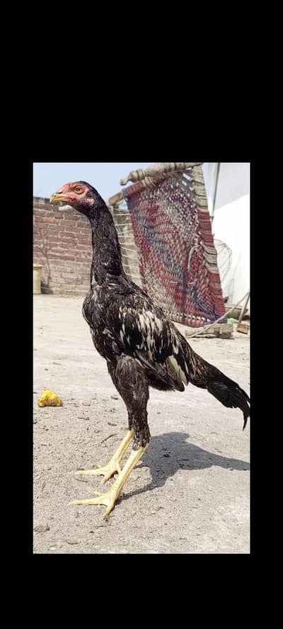 2 aseel mianwali patha