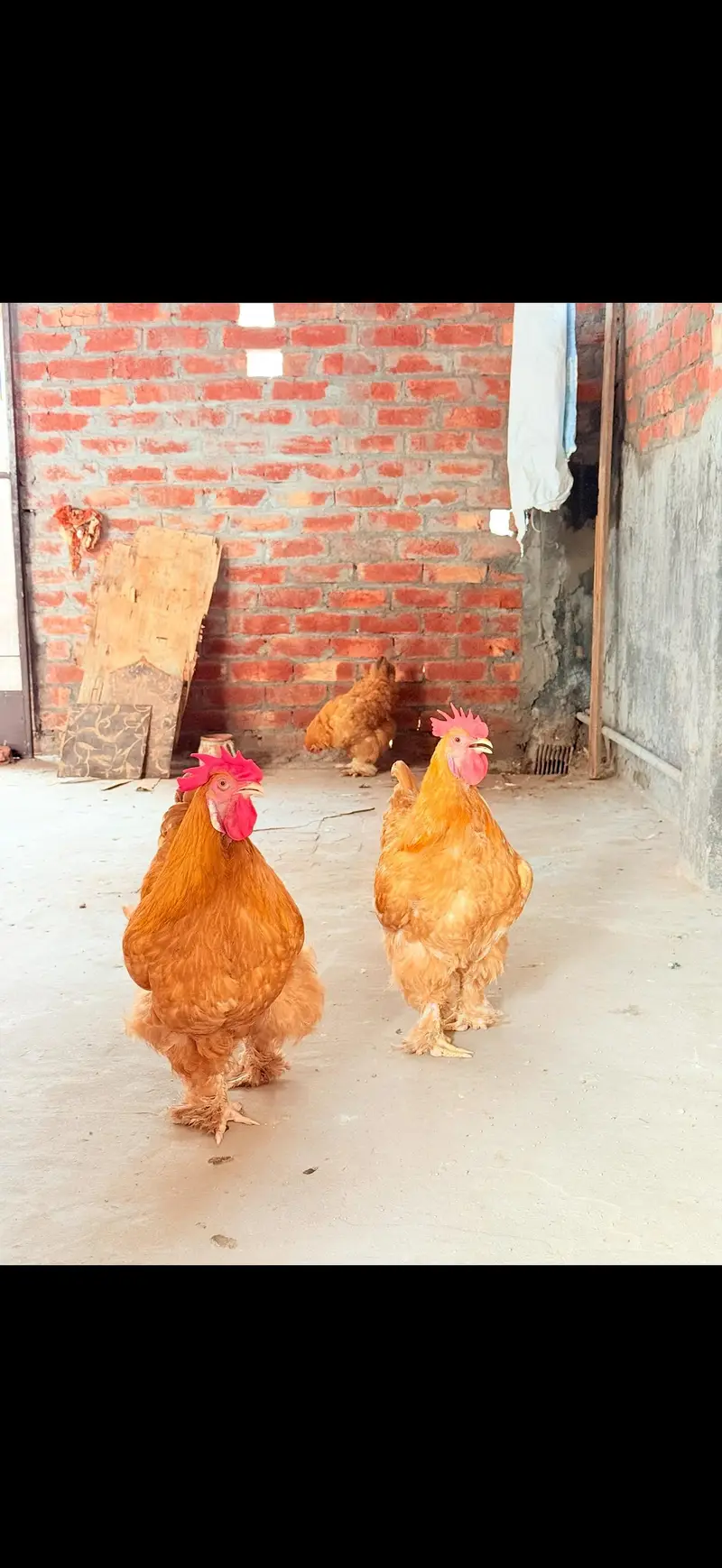 Golden buff heavy — photo 11