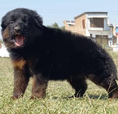german shepherd puppies for