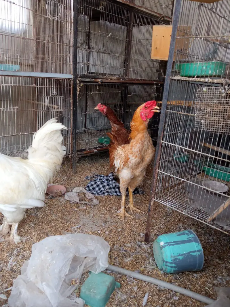 white buff and aseel — photo 2