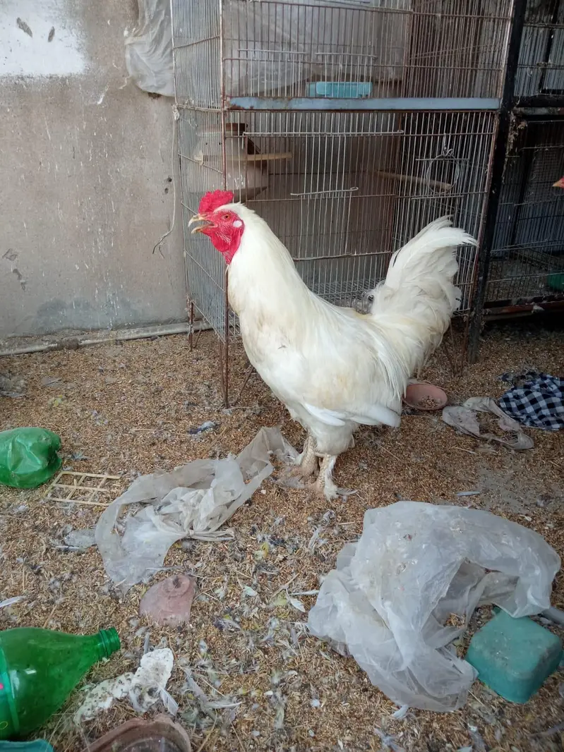 white buff and aseel — photo 3