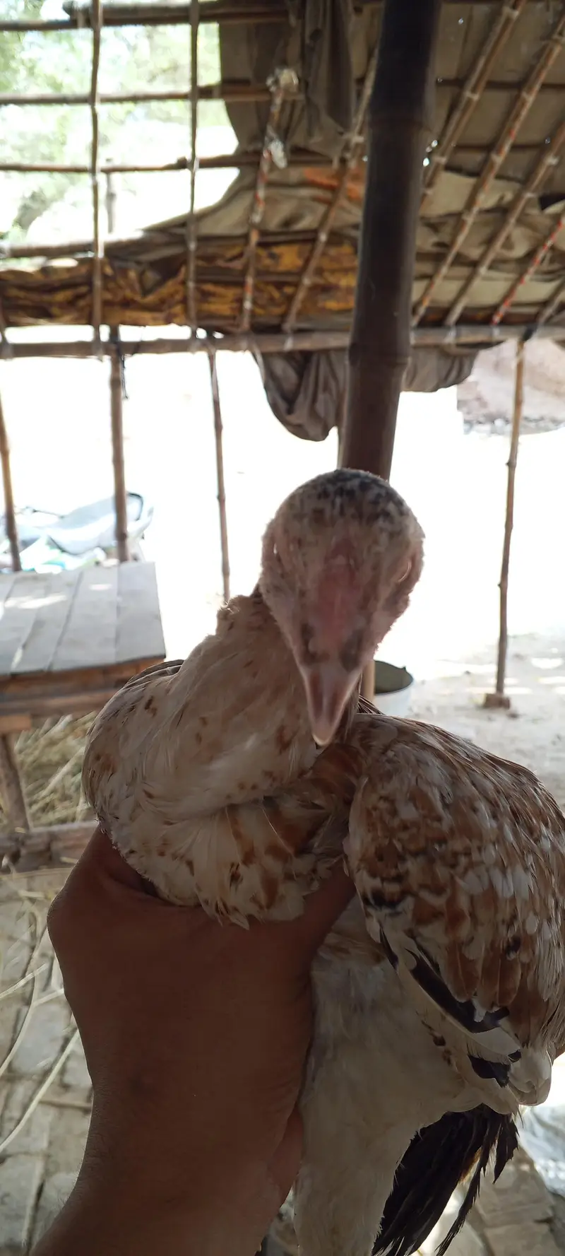 aseel cheeni multan — photo 3