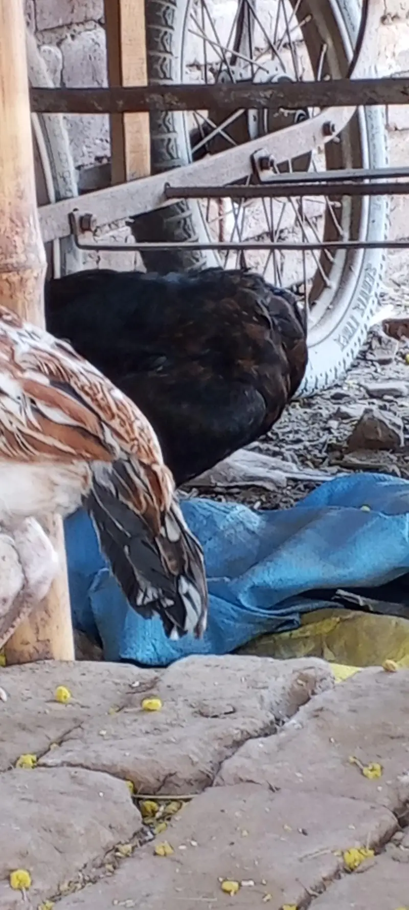 aseel cheeni multan — photo 5