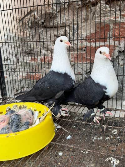 kabalai breeder pair