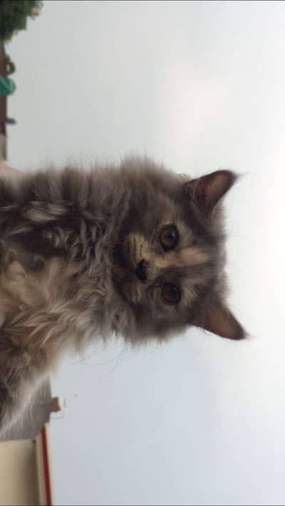 baby kitten