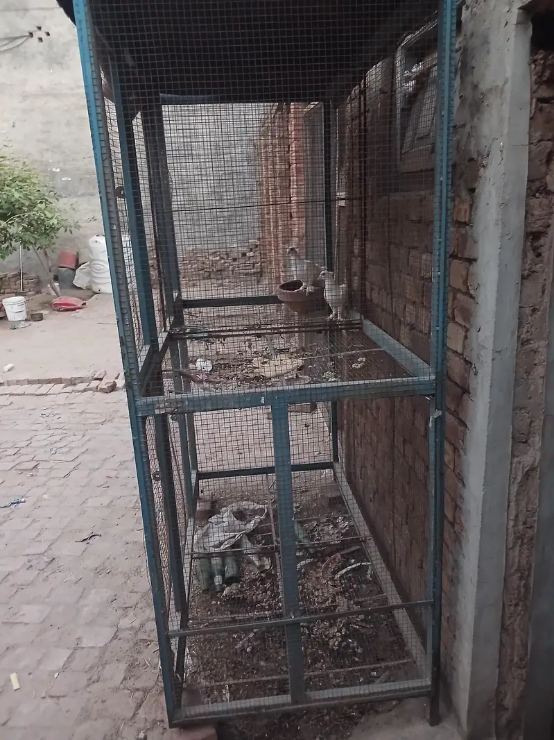 cage for sale partation cage four partation is this cage — photo 3