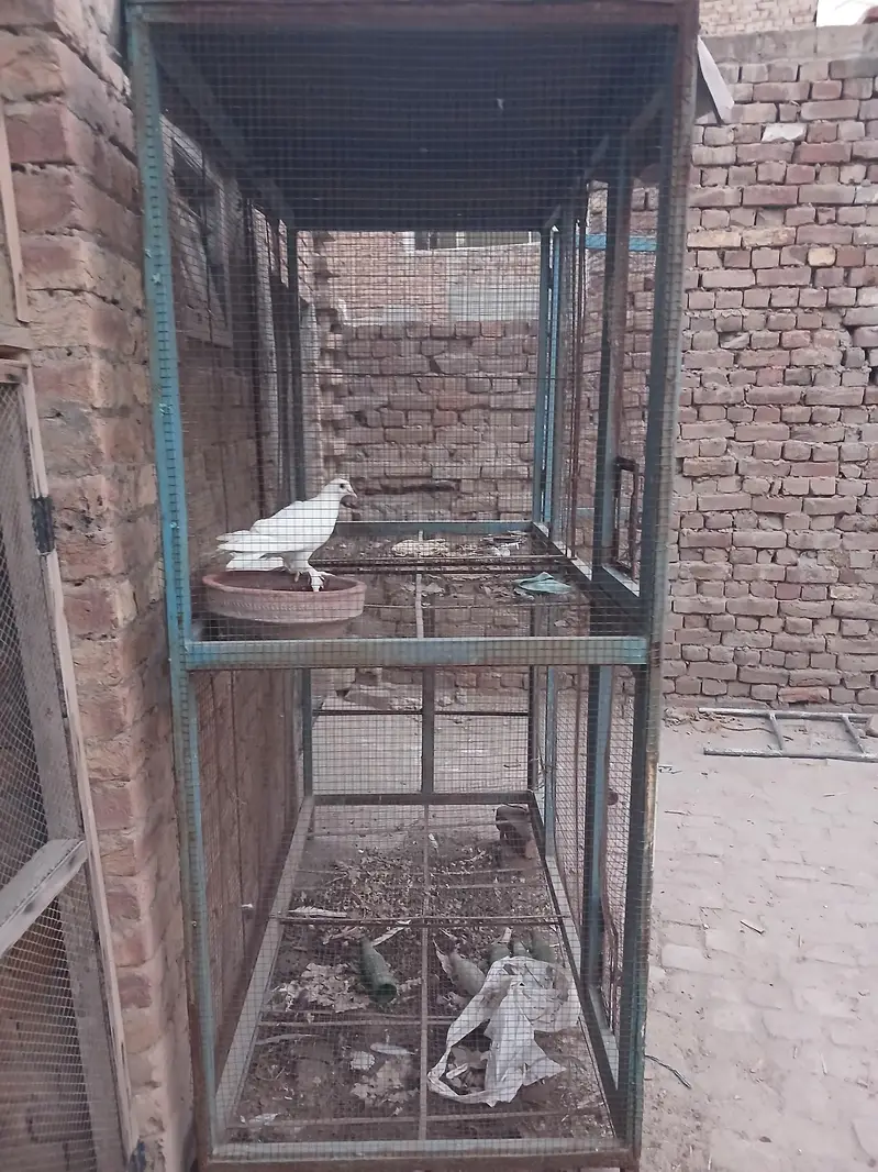 cage for sale partation cage four partation is this cage — photo 4