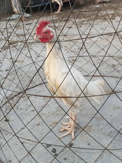white bengum male