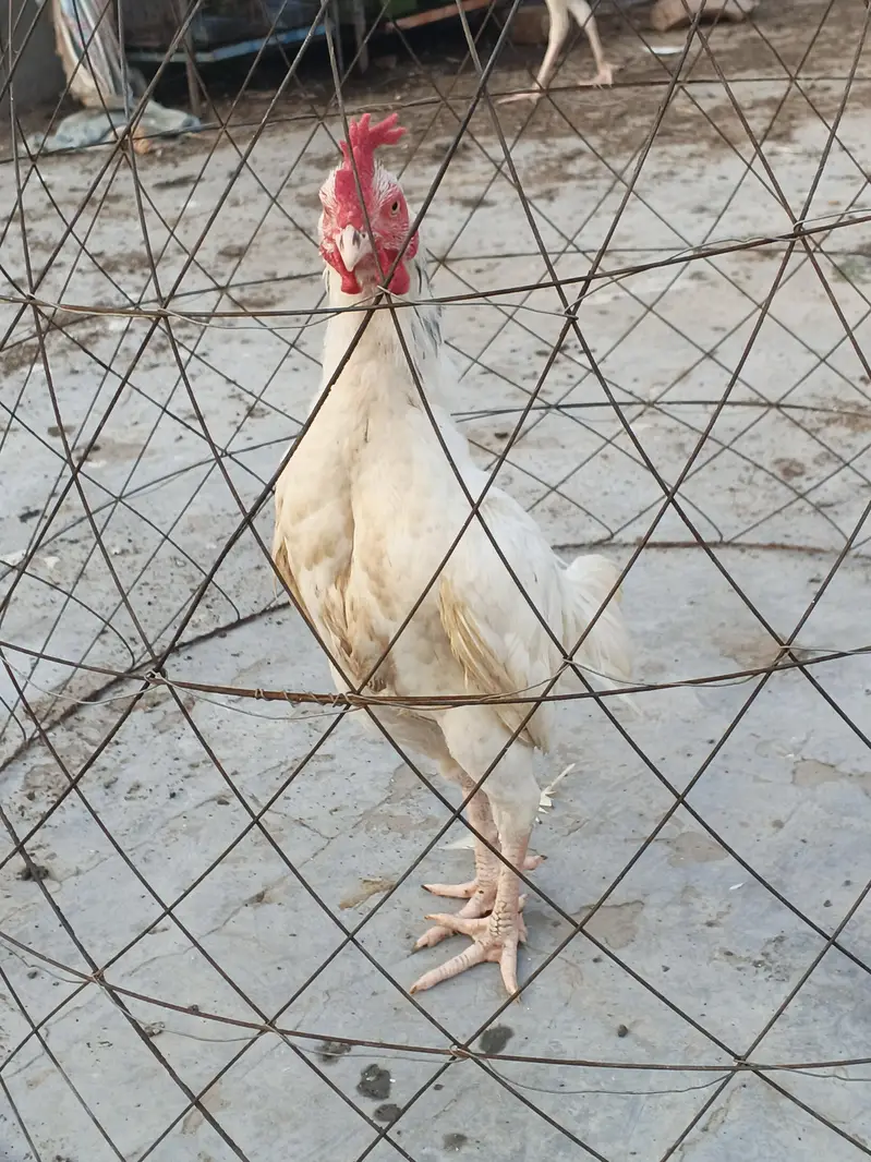 white bengum male — photo 2