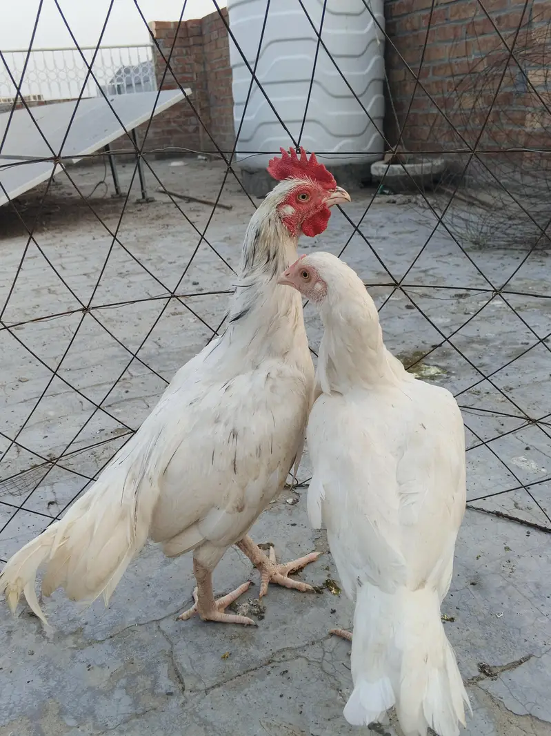white bengum male — photo 3