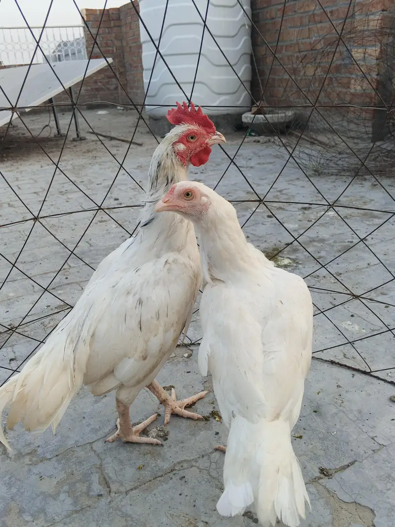 white bengum male — photo 4