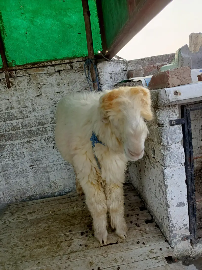 Mundra Chatra — photo 2