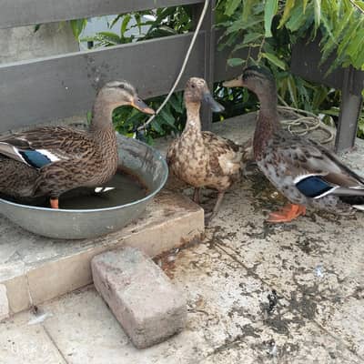 Blue Wing Ducks