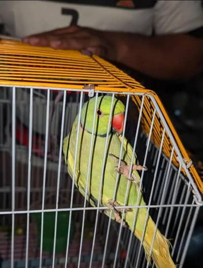 love birds they are very special list