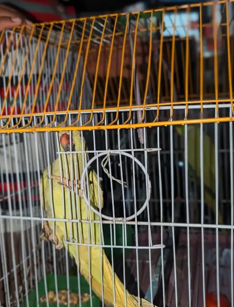 love birds they are very special list — photo 3