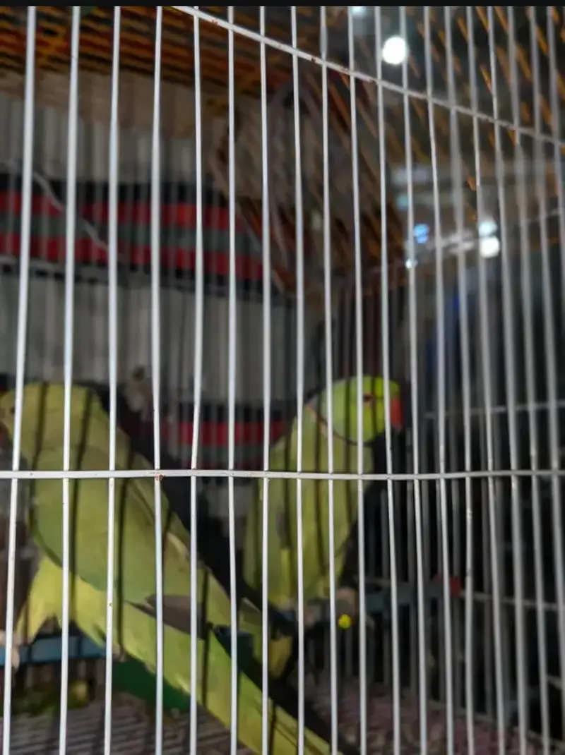 love birds they are very special list — photo 4