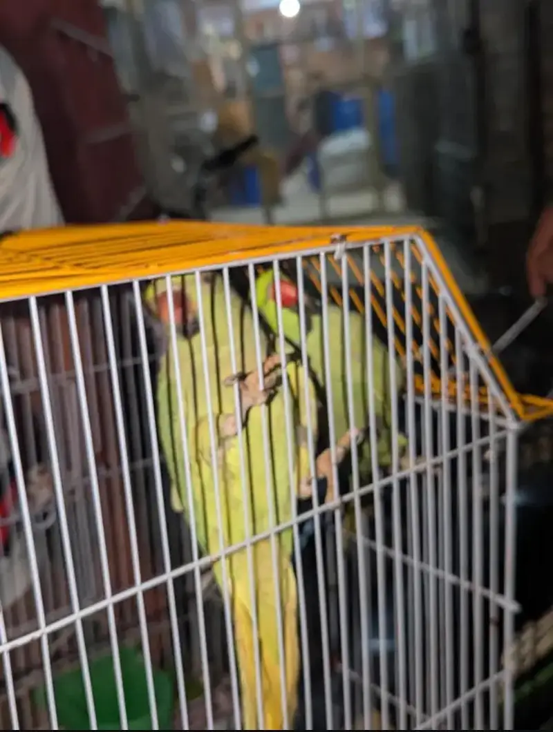 love birds they are very special list — photo 6