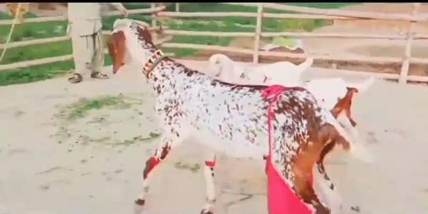 dasi bakri 3 bachno wali urgent for sale 0326=38=49=824
