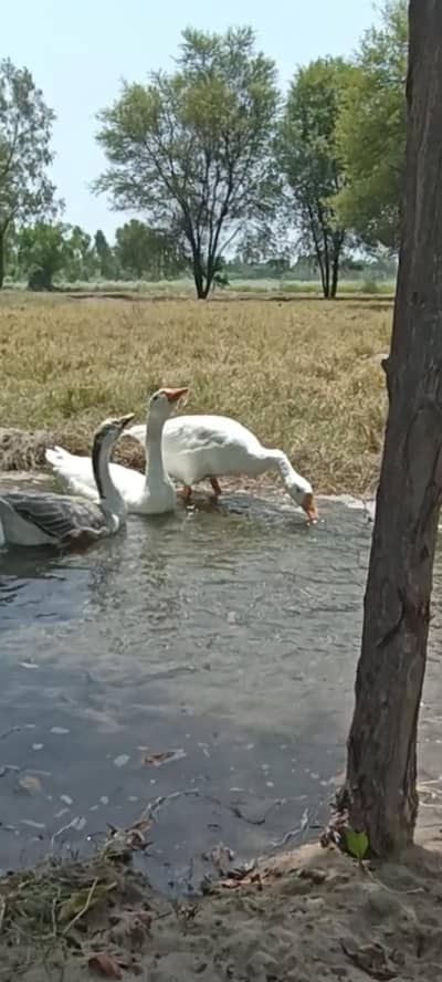 Ducks for sale