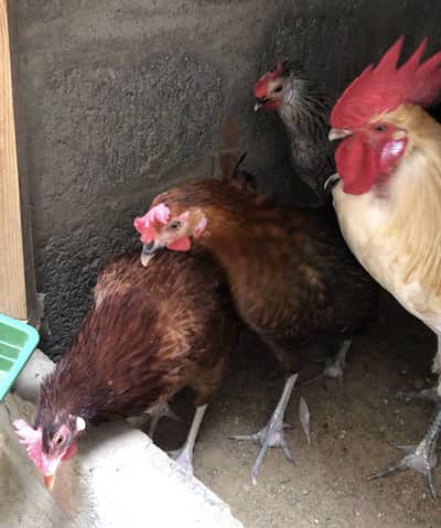 Golden Misri hens egg laying daily