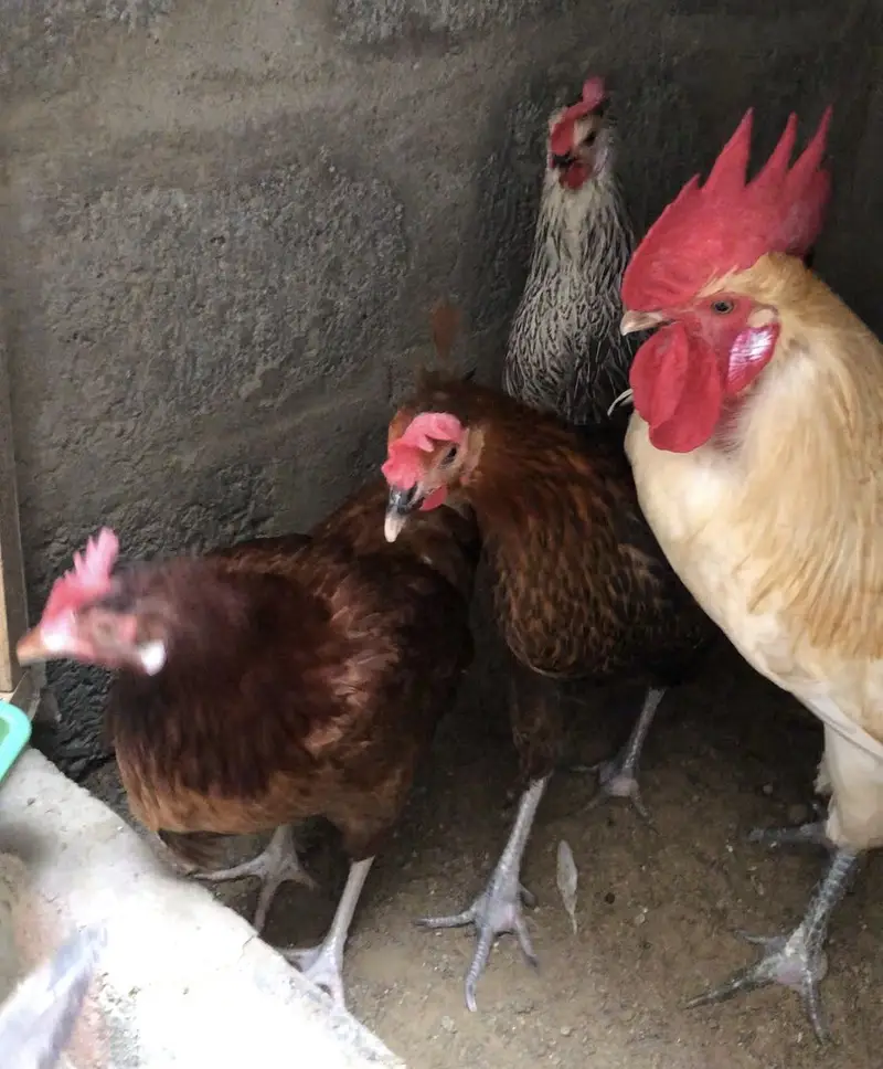 Golden Misri hens egg laying daily — photo 2