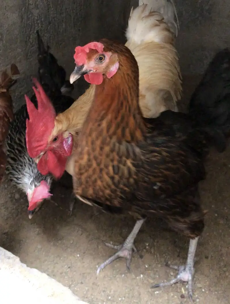 Golden Misri hens egg laying daily — photo 3