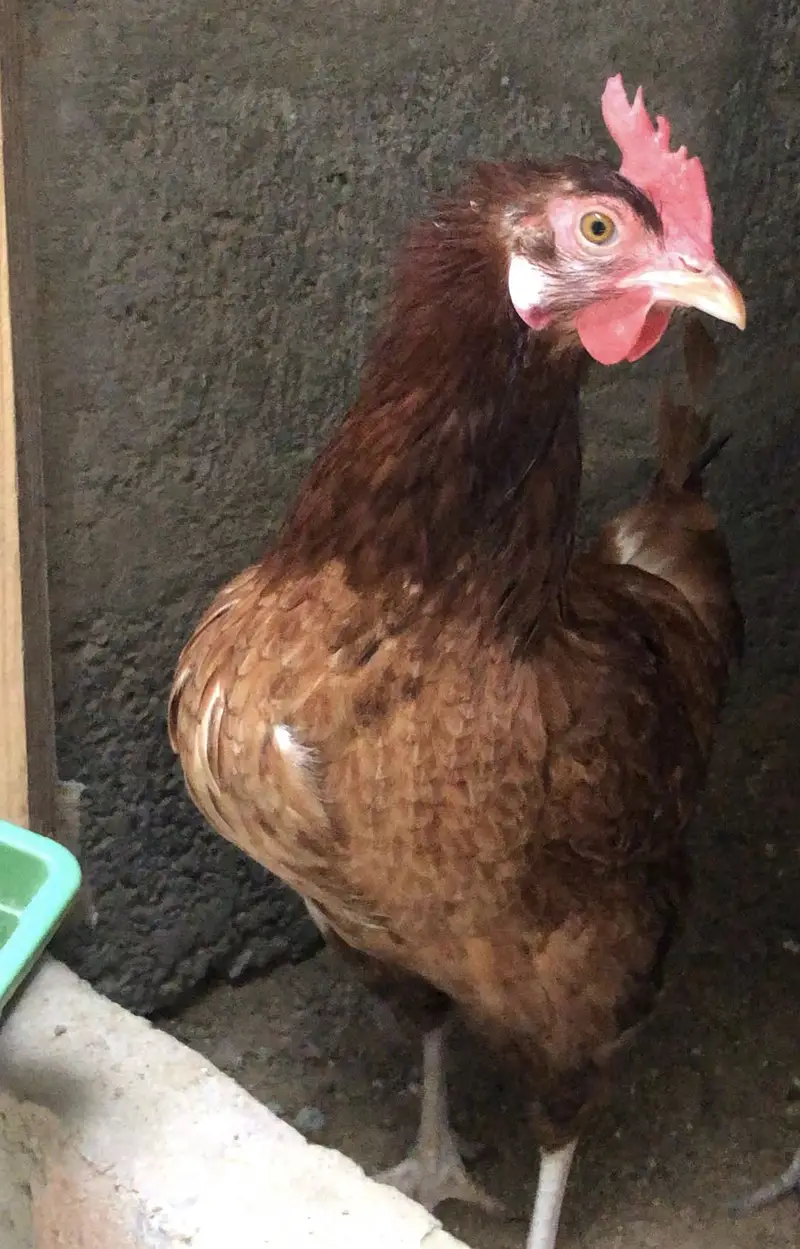 Golden Misri hens egg laying daily — photo 4