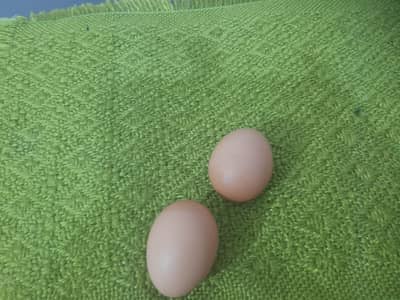 eggs of lamon hen