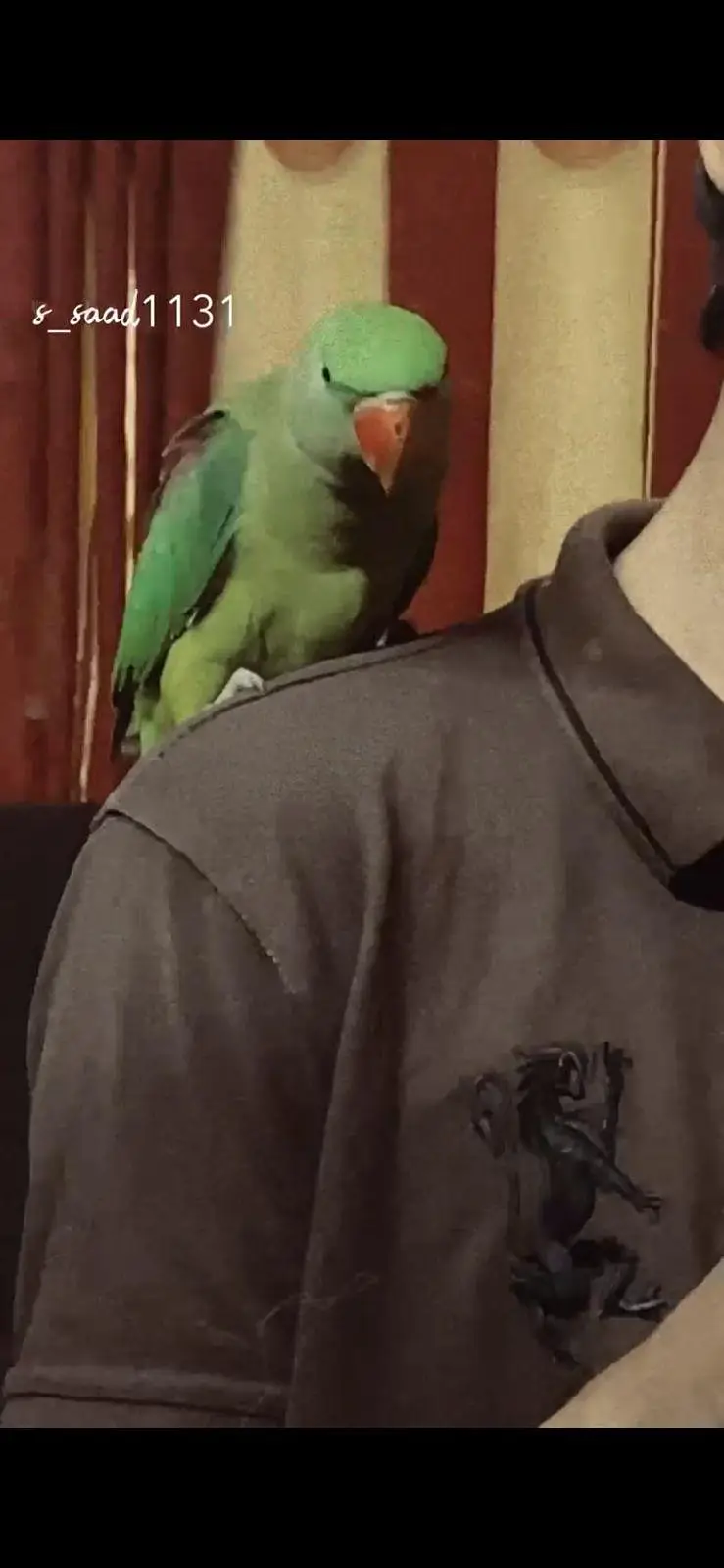 hand tame raw parrot — photo 2