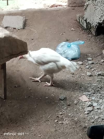 aseel hen for sale white legs
