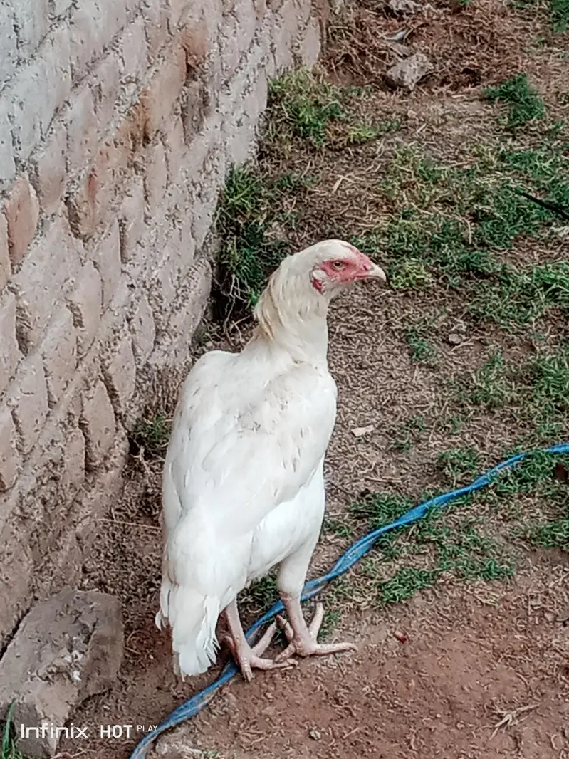 aseel hen for sale white legs — photo 2