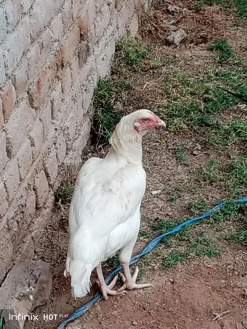 aseel hen for sale white legs — photo 3