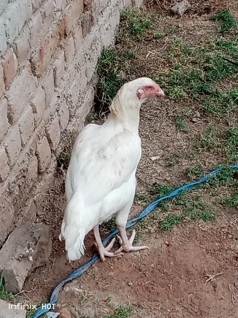 aseel hen for sale white legs — photo 4