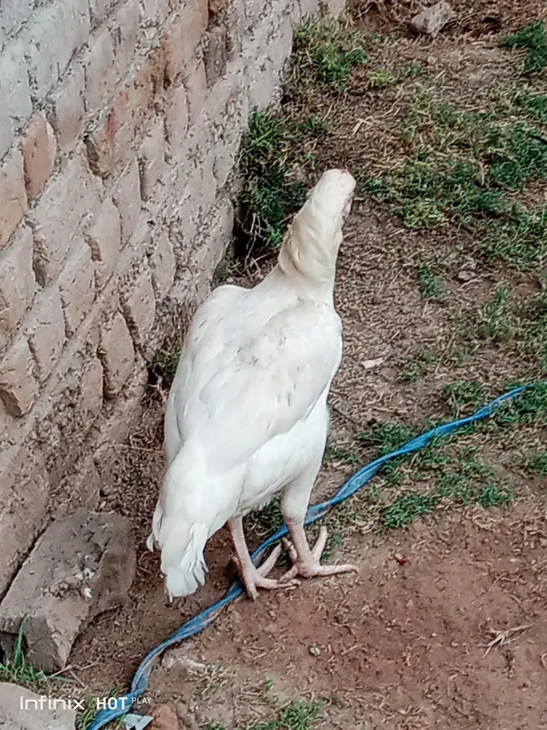 aseel hen for sale white legs — photo 5