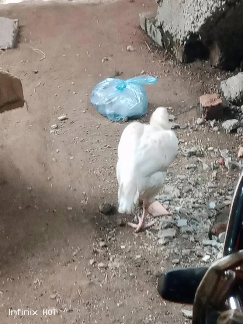 aseel hen for sale white legs — photo 6