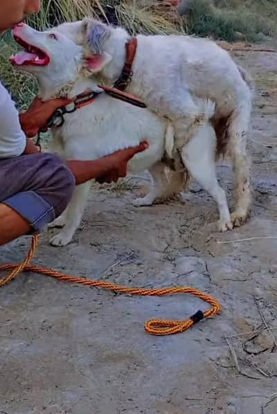 cross Russian kutti for sale shitzu dog ky sath
