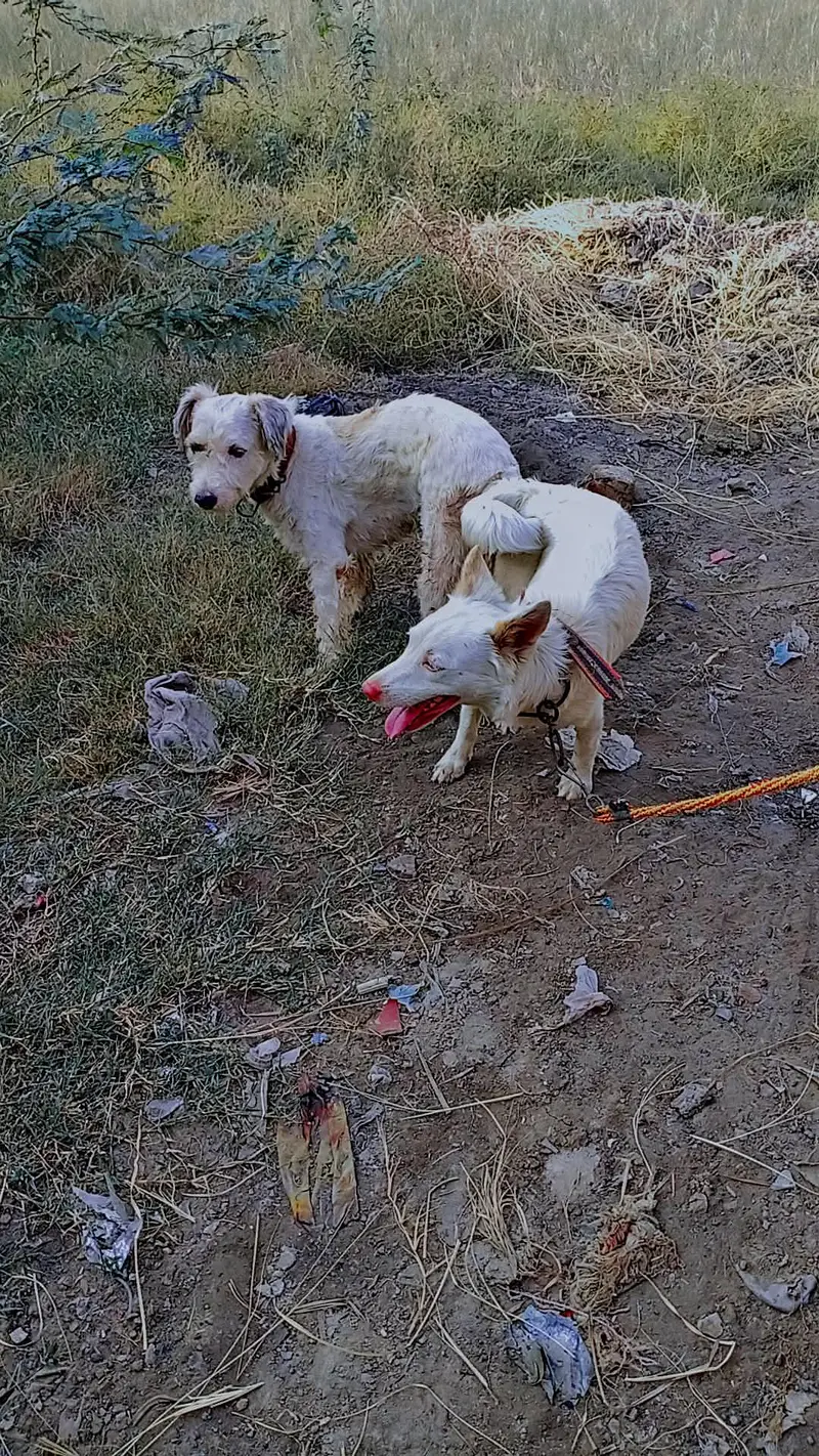 cross Russian kutti for sale shitzu dog ky sath — photo 2