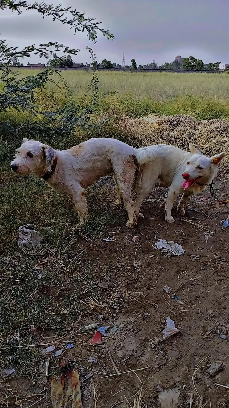 cross Russian kutti for sale shitzu dog ky sath — photo 3